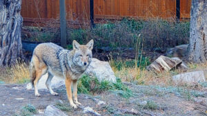 Getting Wild! Being a responsible tourist when having wildlife experiences.