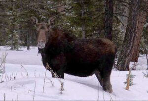 Dashing Through the Snow: An Introduction to Snowshoeing